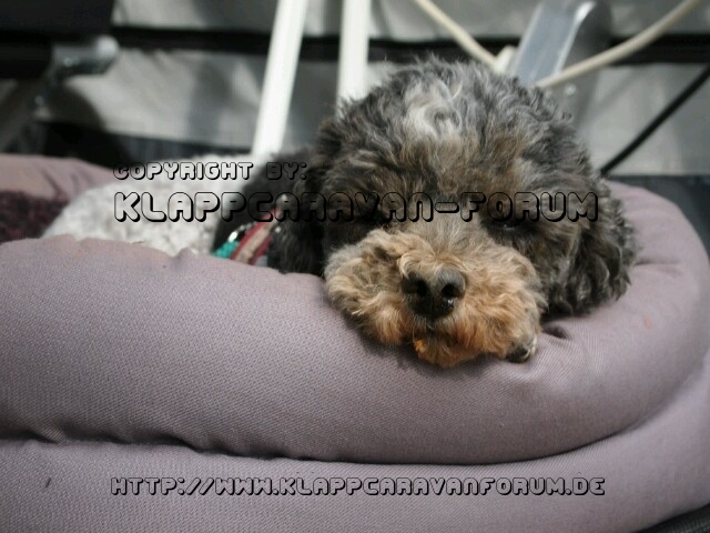 Zwergpudel fährt mit 2