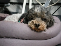 Zwergpudel fährt mit 2