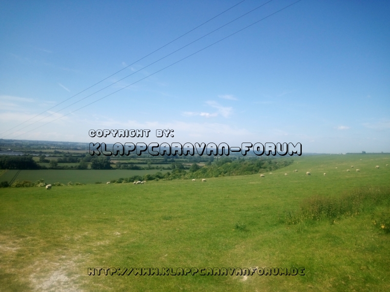 Schafweiden in der Nähe von Ivinghoe, GB