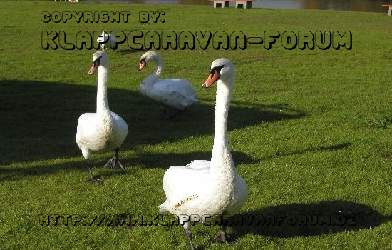 Mal schauen, ob für uns noch ein paar Krümel über sind