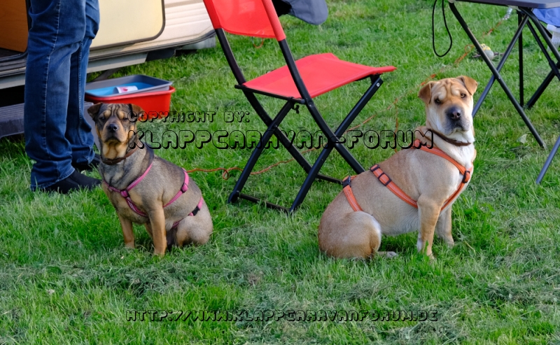 Noch mehr vierbeinige Gäste