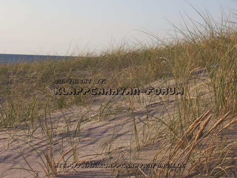 Langerhuse DK Sommer 2008 - Düne mit Strandhafer