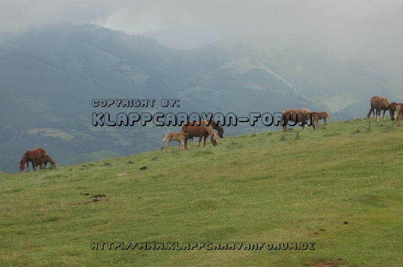 Franz. Pyrenäen - Pferde auf frei der Weide