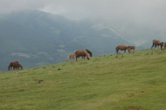 Franz. Pyrenäen - Pferde auf frei der Weide