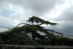 Windgebeutelter Baum an der Bretagne-Küste