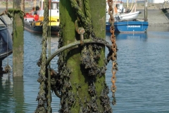 Pfahl im Hafen von Yerseke - Zuid-Beveland (NL)