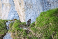 Camping Schneider Pfronten