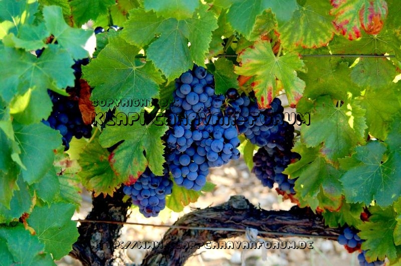 Kalenderbild 2014 (36)